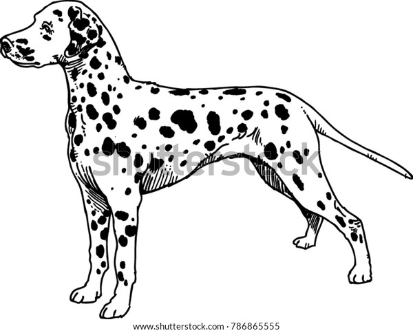 Chien Dessin Noir Et Blanc Dalmate Image Vectorielle De Stock Libre De Droits