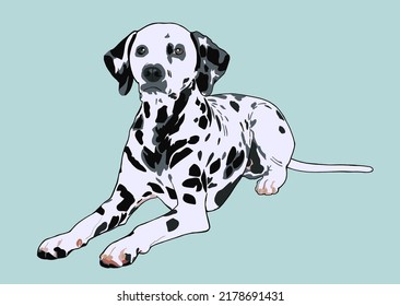 Dog (dalmatian) on color background  vector illustration.