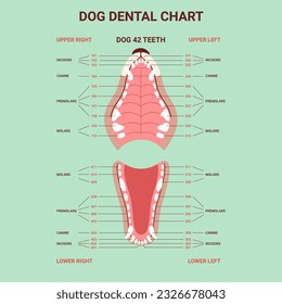 Dog dental anatomy teeth chart. Canine jaw infographic. Dentistry veterinary. Vector illustration cartoon style for vet clinic, healthcare, education