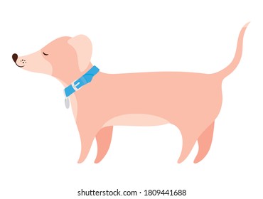 Dog design, mascot pet animal nature cute puppy canine and domestric theme Vector illustration
