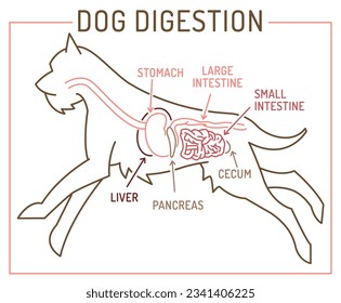 Dog digestion system. Medical scheme. Useful information for pets owners, animal lovers. Landscape template for veterinary hospital. Editable vector illustration in outline style on a white background