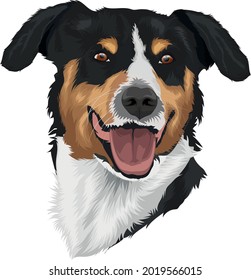 dog digital art illustration isolated on white - appenzeller sennenhund