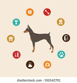 Dog doberman infographic illustration vector icons set.