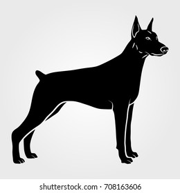 Dog Doberman Pinscher icon isolated on white background.