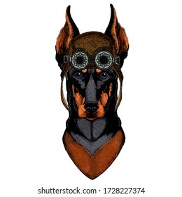 Dog, doberman. Portait of animal. Aviator flying leather helmet with googles.