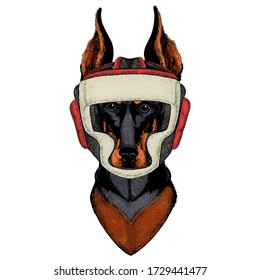 Dog, doberman. Portait of animal. Boxing helmet.