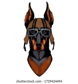 Dog, doberman. Portait of animal. Motorcycle helmet.