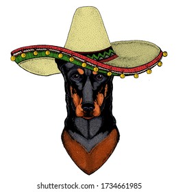 Dog, doberman. Sombrero mexican hat. Portait of animal.