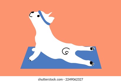 Dog doing exercise, fitness. Little pet while doing yoga on his mat. Stretching, sport, fit.