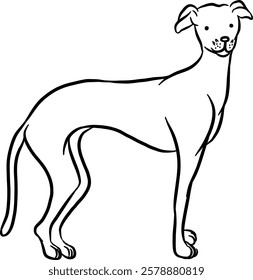 
Dog. Domestic animal. Hand drawn vector isolated illustration doodle. 