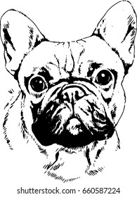 dog drawn with ink on white background in full length