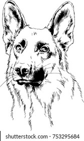 dog drawn with ink on white background in full length