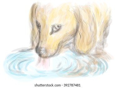 dog drinking water. 