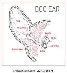Dog ear scheme. Medical infographic. Editable vector illustration in outlined style isolated on a white background. 