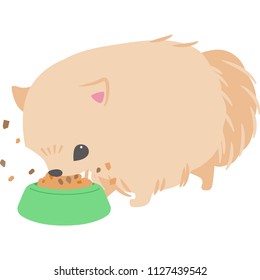 Dog eating food (Pomeranian)