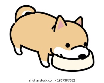 A dog eating food. shiba.