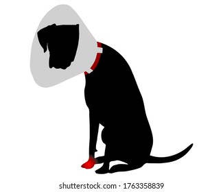 Dog with elizabethan collar and pain in the paw