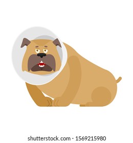 Dog with Elizabethan collar. Pet cone. Veterinary equipment vector illustration