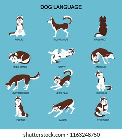 Dog Emotions Meaning With Cute Haski Dog. Set Of Dog Expressions On Blue Background. Vector Illustration.