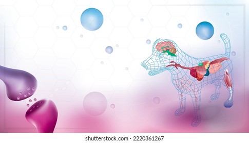 the dog endocannabinoid system work body and brain
