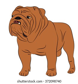 Dog English bulldog full length, illustration, vector