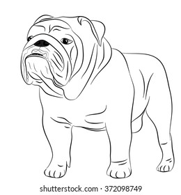 Dog English bulldog full length, illustration, vector