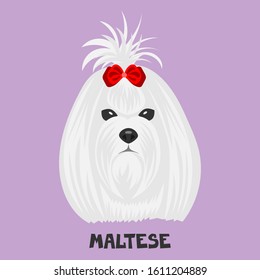 Dog face on a colored background. Breed Maltese. Flat picture. Illustration in the style of pop art.