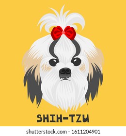 yellow shih tzu