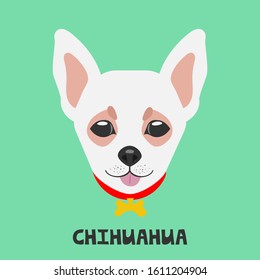 Dog face on a colored background. Breed Chihuahua. Flat picture. Illustration in the style of pop art.