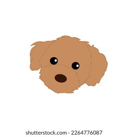 Dog face vector illustration. Cute brown maltipoo puppy face. Fluffy red dog head cartoon icon. Labradoodle puppy svg