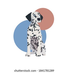 Ilustración vectorial plana de perro - Un perro dálmata se sienta y mira lejos