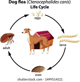 Ciclo de vida de pulgas de perro en ilustración de fondo blanco