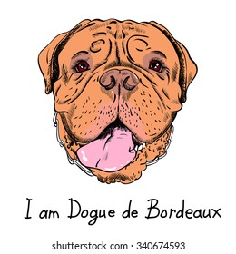 Dog French Mastiff or Dogue de Bordeaux breed 