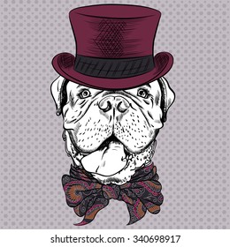 Dog French Mastiff or Dogue de Bordeaux breed in a top hat and cravat bow