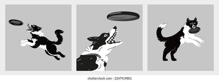 Dog frisbee playing. Border collies jumping to the disk in various poses. Funny cute playful characters. Hand drawn modern vector illustration. Set of three square black and white pictures. 