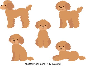 Dog full body illustration set (poodle)