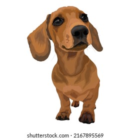 Dog Full Body Vector Design With White Background