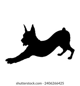 Dog German Pinscher. silhouette Breeds Bundle Dogs on the move. Dogs in different poses. jumps, the dog runs. The dog is sitting. The dog is lying down playing
