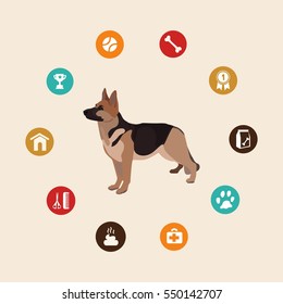 Dog german shepherd infographic illustration vector icons set.