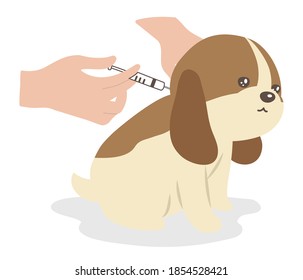 The dog get injection. white background.
