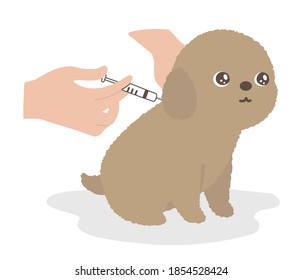 The dog get injection. white background.
