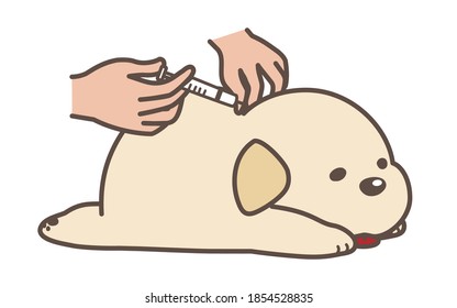 El perro recibe la inyección. fondo blanco.