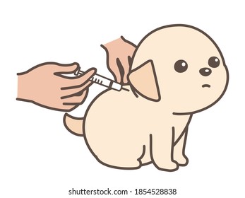 The dog get injection. white background.