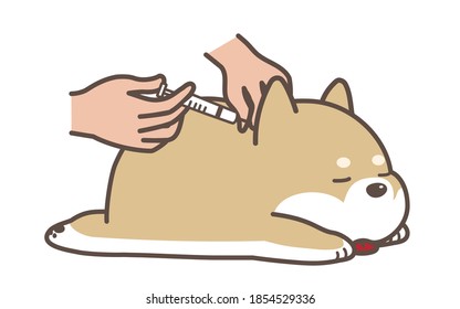 The dog get injection. white background.