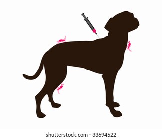 Dog gets an immunization against a disease of mosquito bites