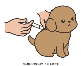 The dog gets injection. white background.