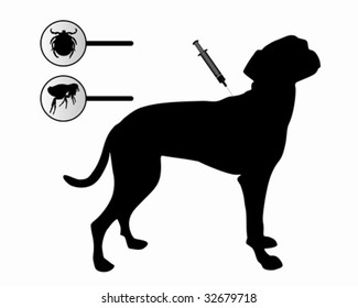 Dog gets an inoculation against fleas and ticks on white