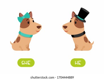 Dog girl and dog boy  illustration with typography. She and he antonyms flashcard vector template. Word card for english language learning with flat characters. Opposites concept. 
