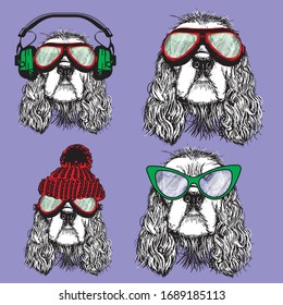 dog in glasses, headphones, hat