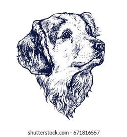 Dog golden retriever head portrait ink sketch hand drawing stock vector illustration on white background